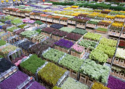 Flower Auction, Grower, Private Family Lunch and Zaanse Schans