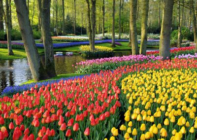 Flower Auction, Local Grower, Private Family Lunch and Keukenhof