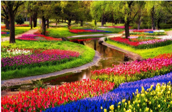 the-dutch-travel-advisor-private-tours-guide-holland-custom-made-tour-netherlands-keukenhof-tulips